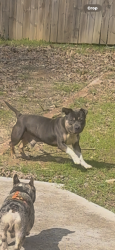 Lost Male Dog last seen Armuchee high school, Rome, GA 30165