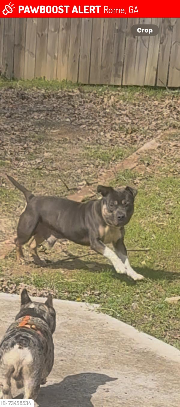 Lost Male Dog last seen Armuchee high school, Rome, GA 30165