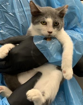 Shelter Stray Male Cat last seen Near BLOCK W CENTER AVE, Visalia, CA 93292, USA