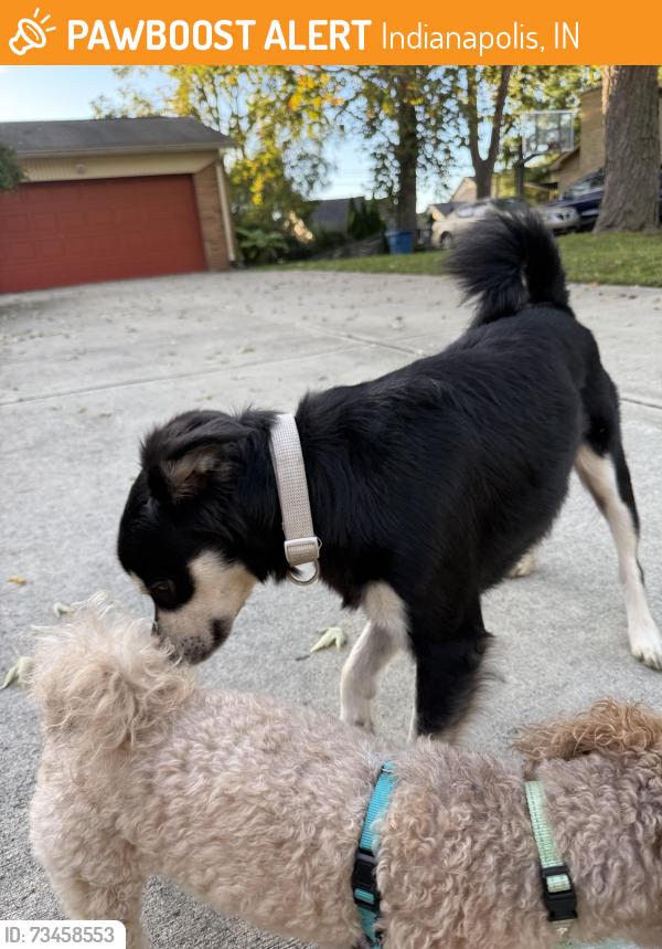 Found/Stray Male Dog last seen Surrey Rd/61st St, Indianapolis, IN 46228