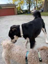 Found/Stray Male Dog last seen Surrey Rd/61st St, Indianapolis, IN 46228