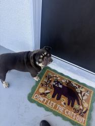 Found/Stray Male Dog last seen Del Amo and Long Beach blvd, Long Beach, CA 90805
