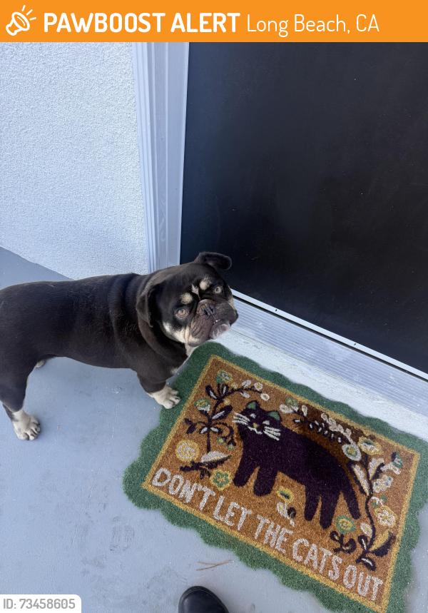 Found/Stray Male Dog last seen Del Amo and Long Beach blvd, Long Beach, CA 90805
