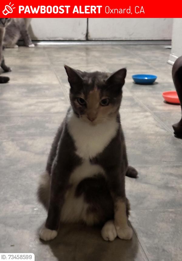 Lost Female Cat last seen Oxnard Performing Arts Center, Oxnard, CA 93030