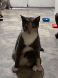 Lost Female Cat last seen Oxnard Performing Arts Center, Oxnard, CA 93030
