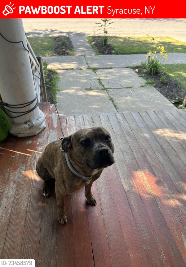 Lost Female Dog last seen Bellevue ave, Fowler highschool, Syracuse, NY 13208