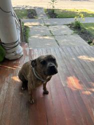 Lost Female Dog last seen Bellevue ave, Fowler highschool, Syracuse, NY 13208