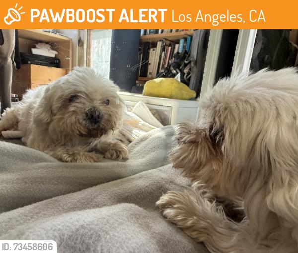 Found/Stray Female Dog last seen 36th St & 7th Ave, los angeles, 90018, Los Angeles, CA 90018