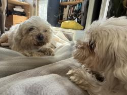 Found/Stray Female Dog last seen 36th St & 7th Ave, los angeles, 90018, Los Angeles, CA 90018