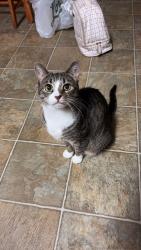 Lost Female Cat last seen Singleleaf lane Scotch possible sighting on Red Bay Dr, Raleigh, NC 27616