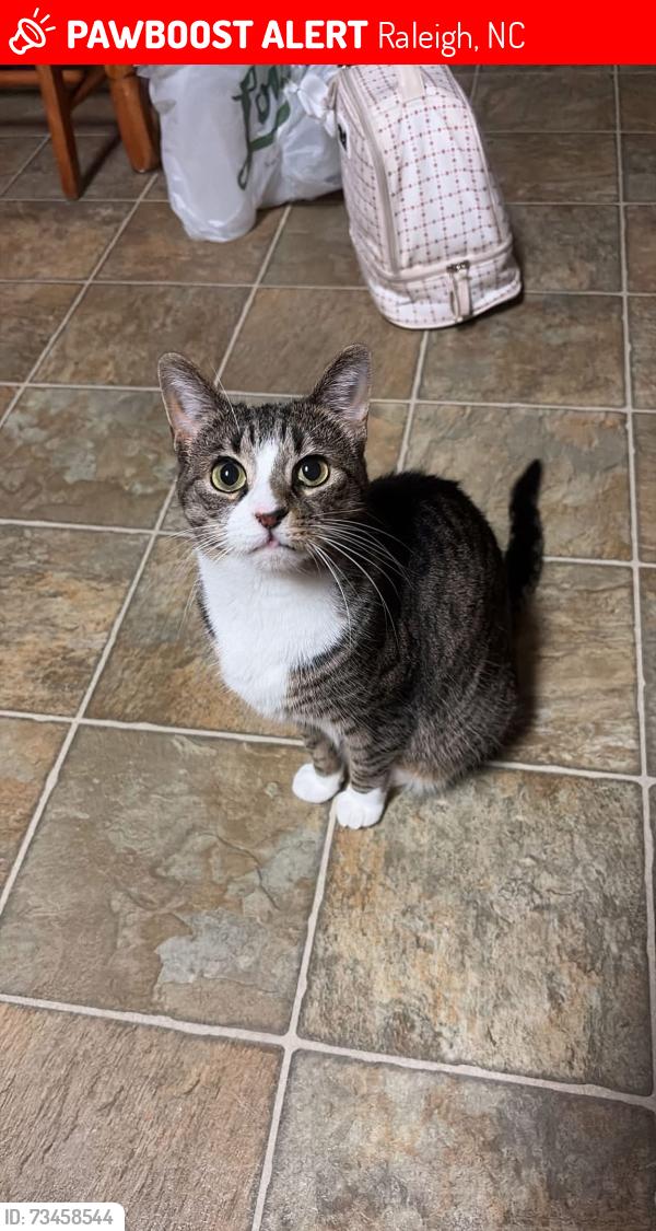 Lost Female Cat last seen Singleleaf lane Scotch possible sighting on Red Bay Dr, Raleigh, NC 27616