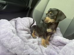 Found/Stray Male Dog last seen Waukegan and 105, Cut and Shoot, TX 77306