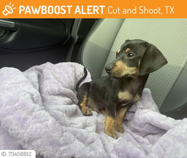 Found/Stray Male Dog last seen Waukegan and 105, Cut and Shoot, TX 77306