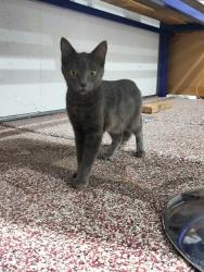 Found/Stray Female Cat last seen Eastern and bonanza, Las Vegas, NV 89101