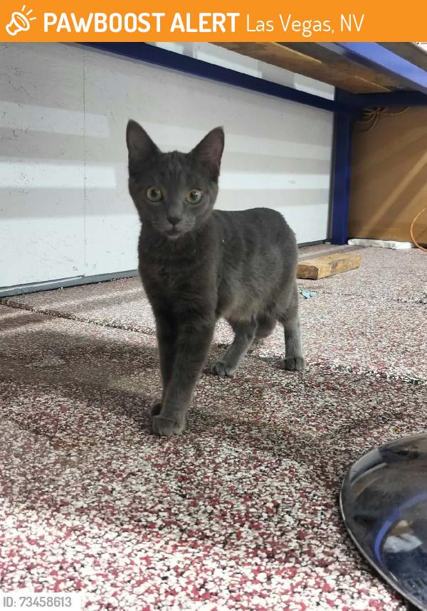 Found/Stray Female Cat last seen Eastern and bonanza, Las Vegas, NV 89101