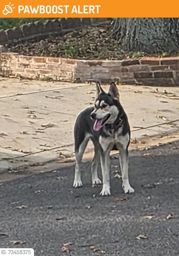 Found/Stray Unknown Dog last seen Near Tor Bryan Road, Fort Washington, MD, Fort Washington, MD 20744