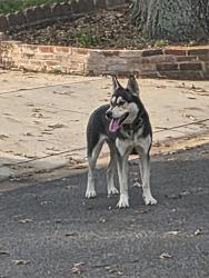 Found/Stray Unknown Dog last seen Near Tor Bryan Road, Fort Washington, MD, Fort Washington, MD 20744