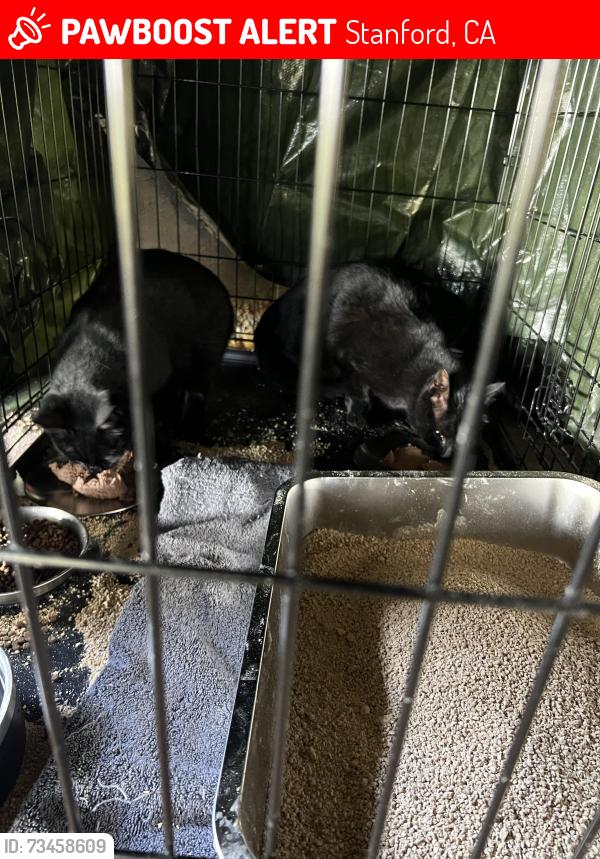 Lost Male Cat last seen Mayfield Ave and Cedro Way, Stanford, CA 94305