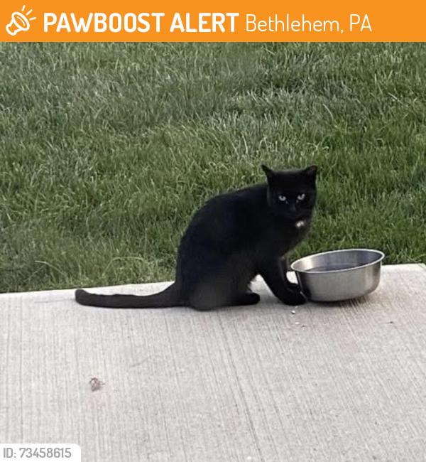 Found/Stray Male Cat last seen Washington, Bethlehem, PA 18020