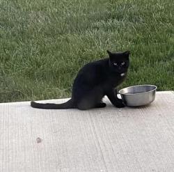 Found/Stray Male Cat last seen Washington, Bethlehem, PA 18020