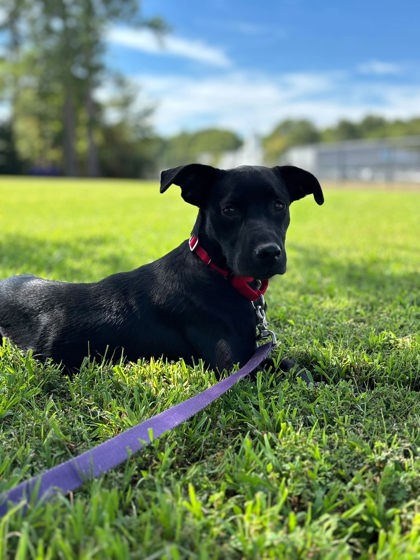 Shelter Stray Female Dog last seen Lexington court apartments, Kilgore, City of, TX, 303 H G Mosley Pkwy, Longview, TX 75604, USA