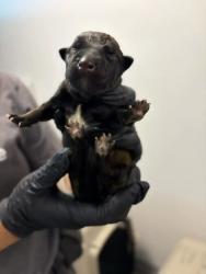 Shelter Stray Male Dog last seen Brawley & Central, Fresno Zone Fresno CO 1A 93706, CA, 1510 W Dan Ronquillo Dr, Fresno, CA 93706, USA