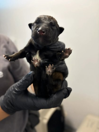 Shelter Stray Male Dog last seen Brawley & Central, Fresno Zone Fresno CO 1A 93706, CA, 1510 W Dan Ronquillo Dr, Fresno, CA 93706, USA