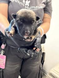 Shelter Stray Male Dog last seen Brawley & Central, Fresno Zone Fresno CO 1A 93706, CA, 1510 W Dan Ronquillo Dr, Fresno, CA 93706, USA