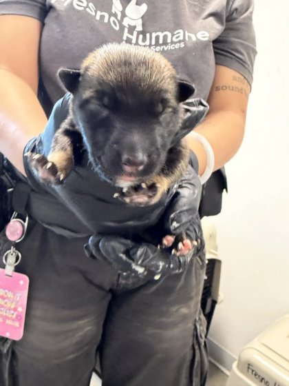 Shelter Stray Male Dog last seen Brawley & Central, Fresno Zone Fresno CO 1A 93706, CA, 1510 W Dan Ronquillo Dr, Fresno, CA 93706, USA