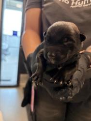 Shelter Stray Male Dog last seen Brawley & Central, Fresno Zone Fresno CO 1A 93706, CA, 1510 W Dan Ronquillo Dr, Fresno, CA 93706, USA