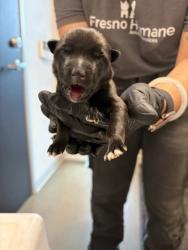 Shelter Stray Female Dog last seen Brawley & Central, Fresno Zone Fresno CO 1A 93706, CA, 1510 W Dan Ronquillo Dr, Fresno, CA 93706, USA