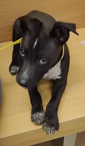 Shelter Stray Male Dog last seen Near HIllside Ave Decatur GA 30032, 30032, GA, 3280 Chamblee Dunwoody Rd, Chamblee, GA 30341, USA