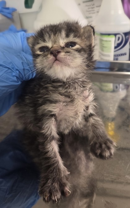 Shelter Stray Male Cat last seen S Henderson Rd & W Superior Ave, Caruthers Zone Fresno CO 1B 93609, CA, 1510 W Dan Ronquillo Dr, Fresno, CA 93706, USA