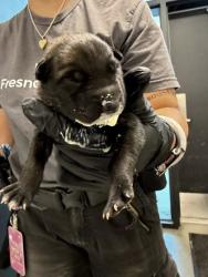 Shelter Stray Female Dog last seen Brawley & Central, Fresno Zone Fresno CO 1A 93706, CA, 1510 W Dan Ronquillo Dr, Fresno, CA 93706, USA