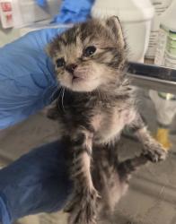 Shelter Stray Female Cat last seen S Henderson Rd & W Superior Ave, Caruthers Zone Fresno CO 1B 93609, CA, 1510 W Dan Ronquillo Dr, Fresno, CA 93706, USA