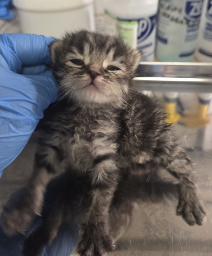 Shelter Stray Female Cat last seen S Henderson Rd & W Superior Ave, Caruthers Zone Fresno CO 1B 93609, CA, 1510 W Dan Ronquillo Dr, Fresno, CA 93706, USA