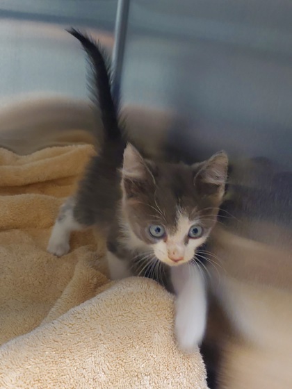 Shelter Stray Female Cat last seen Windemere way, Keller, TX, 330 Rufe Snow Dr, Keller, TX 76248, USA