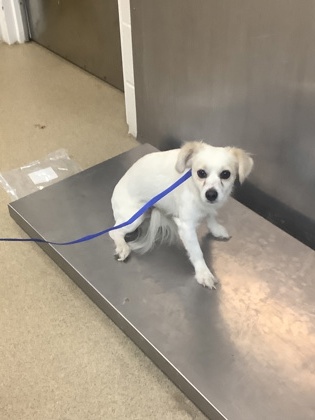 Shelter Stray Male Dog last seen Near MESQUITE RD, North District, TX, 355 Hillshire Dr, Haslet, TX 76052, USA