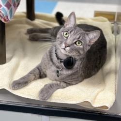 Shelter Stray Male Cat last seen Near Berkman Dr, City of Austin, TX, 124 W Anderson Ln., Austin, TX 78752, USA