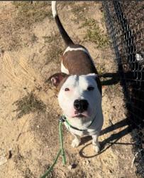 Shelter Stray Male Dog last seen Near Sandy Cir, South Fulton, GA, 1251 Fulton Industrial Blvd NW, Atlanta, GA 30336, USA
