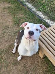 Shelter Stray Male Dog last seen Near plantation dr, East Point, GA, 1251 Fulton Industrial Blvd NW, Atlanta, GA 30336, USA