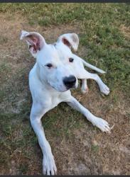 Shelter Stray Male Dog last seen Near Daleview Way SW, Atlanta, GA, 1251 Fulton Industrial Blvd NW, Atlanta, GA 30336, USA