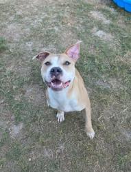 Shelter Stray Female Dog last seen Near Niskey Lake Rd SW, Atlanta, GA, 1251 Fulton Industrial Blvd NW, Atlanta, GA 30336, USA