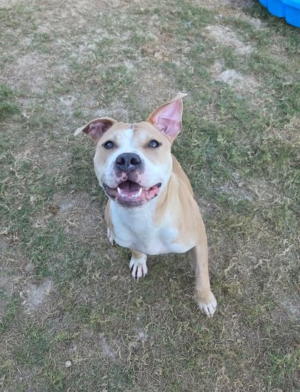 Shelter Stray Female Dog last seen Near Niskey Lake Rd SW, Atlanta, GA, 1251 Fulton Industrial Blvd NW, Atlanta, GA 30336, USA