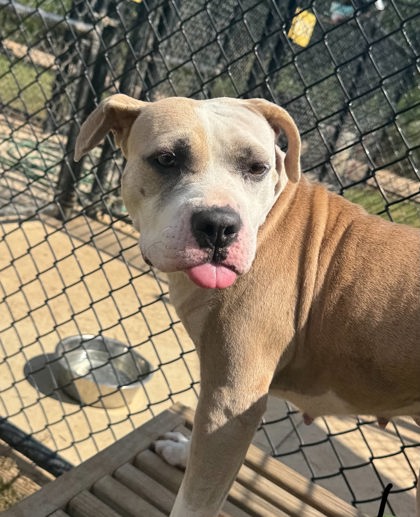 Shelter Stray Female Dog last seen Near Herron trl, South Fulton, GA, 1251 Fulton Industrial Blvd NW, Atlanta, GA 30336, USA