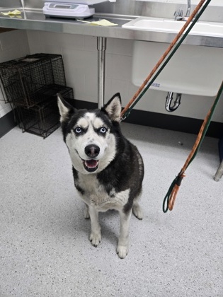 Shelter Stray Female Dog last seen Augua Vista St, Oakland, CA, 1101 29th Ave, Oakland, CA 94601, USA