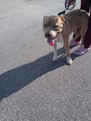 Shelter Stray Male Dog last seen Near Shoreland Dr, Atlanta, GA, 1251 Fulton Industrial Blvd NW, Atlanta, GA 30336, USA