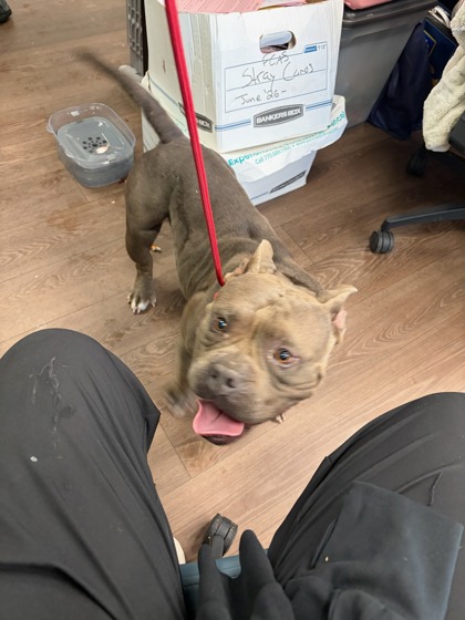 Shelter Stray Female Dog last seen Near Fulton Industrial Blvd NW, Fulton County, GA, 1251 Fulton Industrial Blvd NW, Atlanta, GA 30336, USA