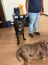Shelter Stray Male Dog last seen Near Fulton Industrial Blvd NW, Fulton County, GA, 1251 Fulton Industrial Blvd NW, Atlanta, GA 30336, USA