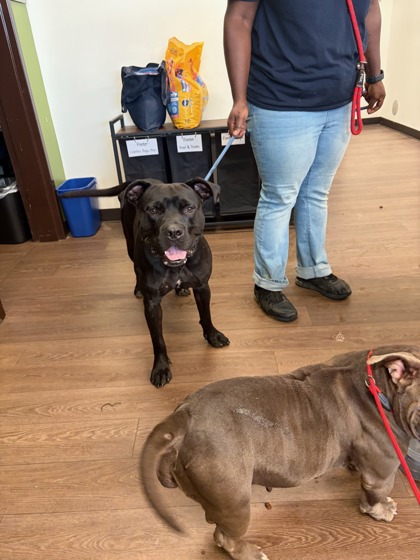 Shelter Stray Male Dog last seen Near Fulton Industrial Blvd NW, Fulton County, GA, 1251 Fulton Industrial Blvd NW, Atlanta, GA 30336, USA